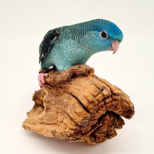 Perruche Catherine 
(Bolborhynchus lineola)
( vert /bleu /etc.)