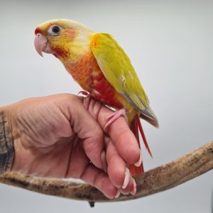 CONURE MOLINAE
pyrrhuras molinae 
suncheek (bague 053)