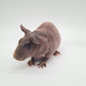 Cochon d'inde sans poils 
(cobaye skinny)
femelle