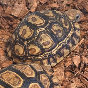 Stigmochelys pardalis
Tortue pardalis - 15cm