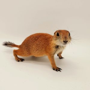 Chien de Prairie queue noir Cynomys ludovicianus
couple