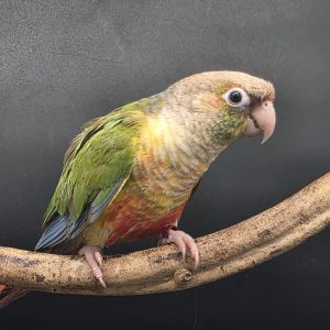 pyrrhuras molinae 
P282 001
pineaple