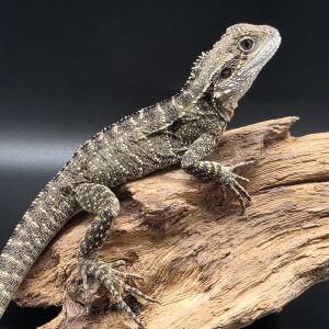 Intellagama Lesueurii (dragon d'eau australien) 2023
sexé femelle