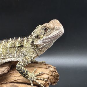 Intellagama Lesueurii (dragon d'eau australien) 2023
sexé femelle -