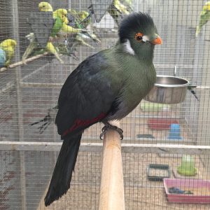 Touraco a joue blanche
Menelikornis leucotis
male