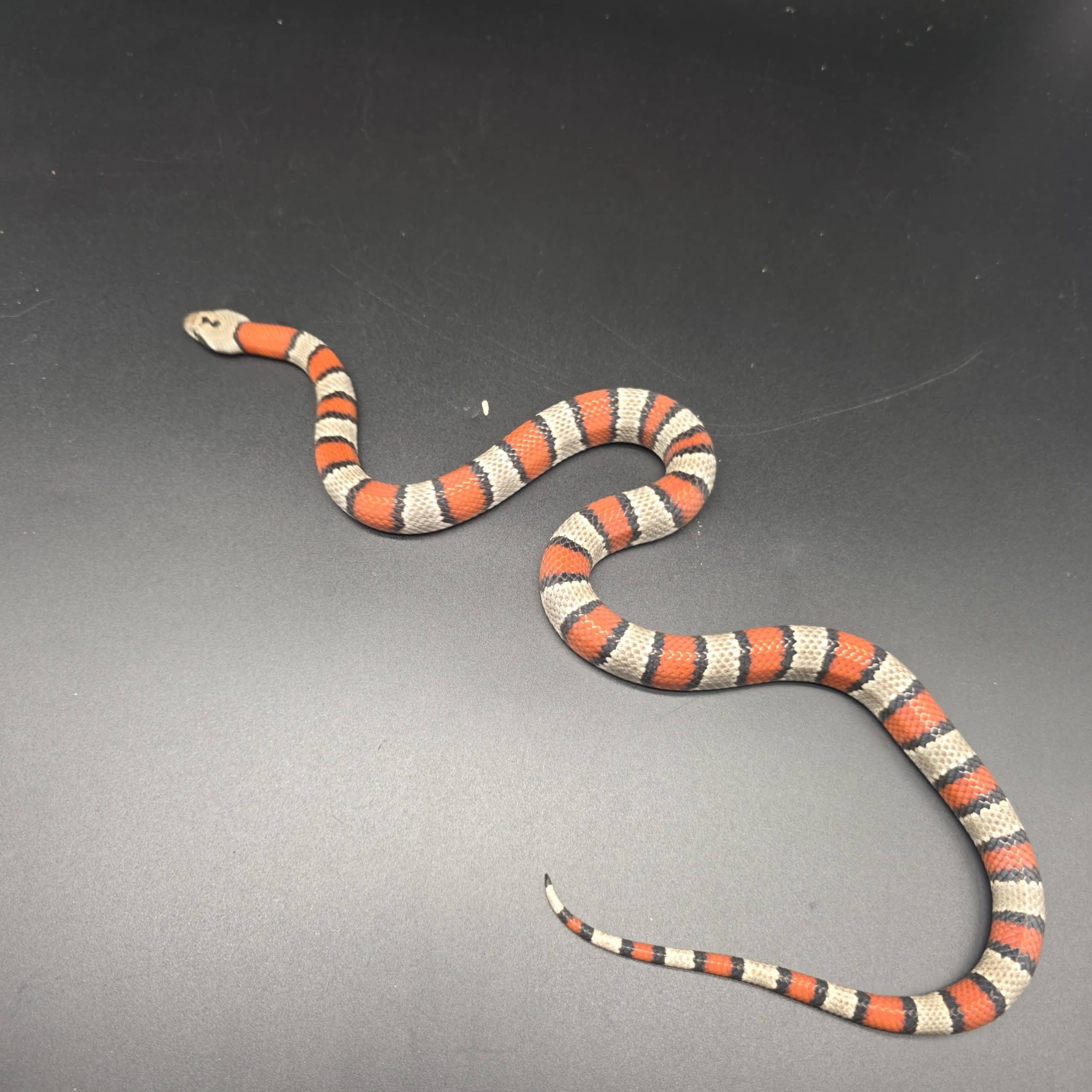 lampropeltis mexicana alterna
serpent roi à bande grise
male – Image 3