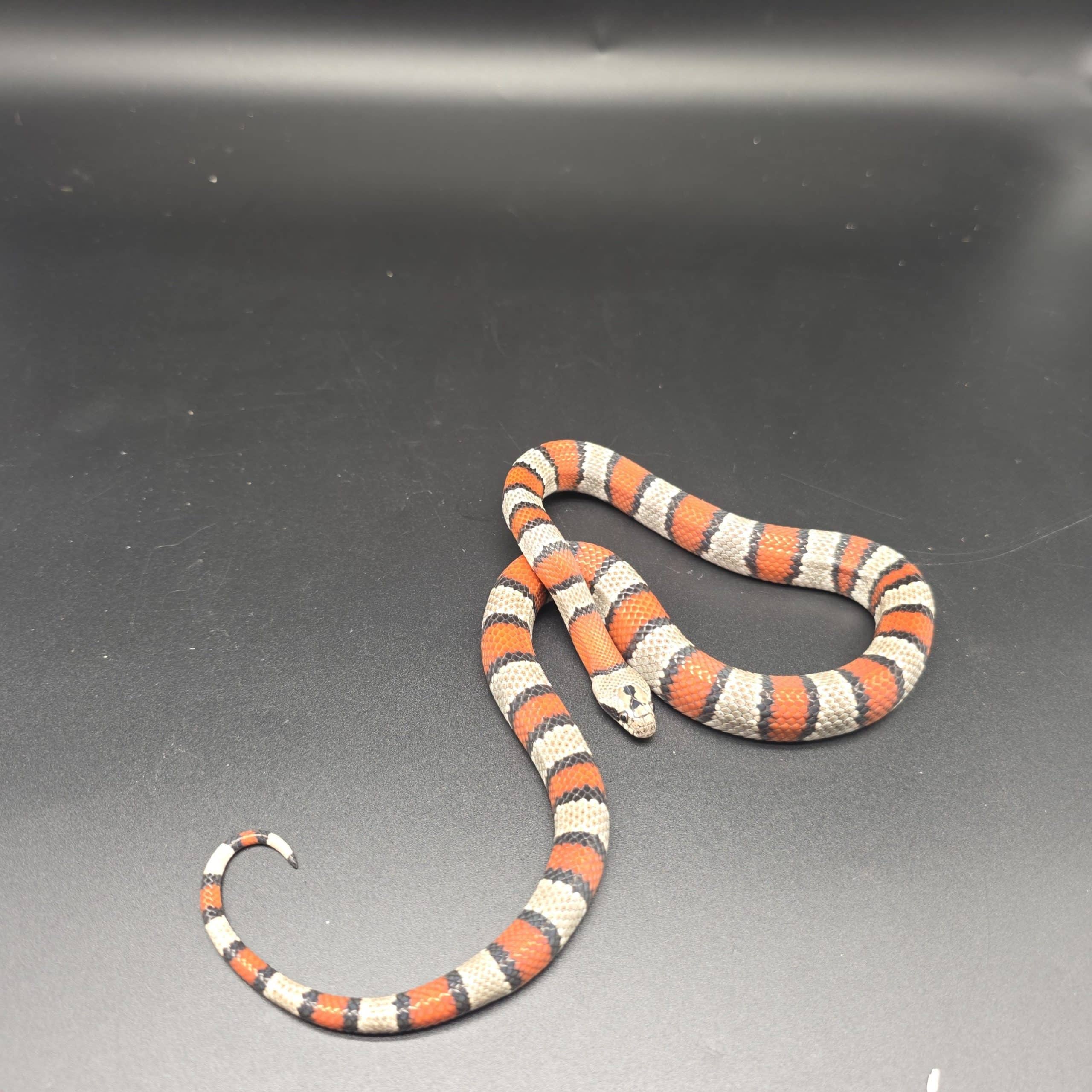 lampropeltis mexicana alterna
serpent roi à bande grise
male – Image 5