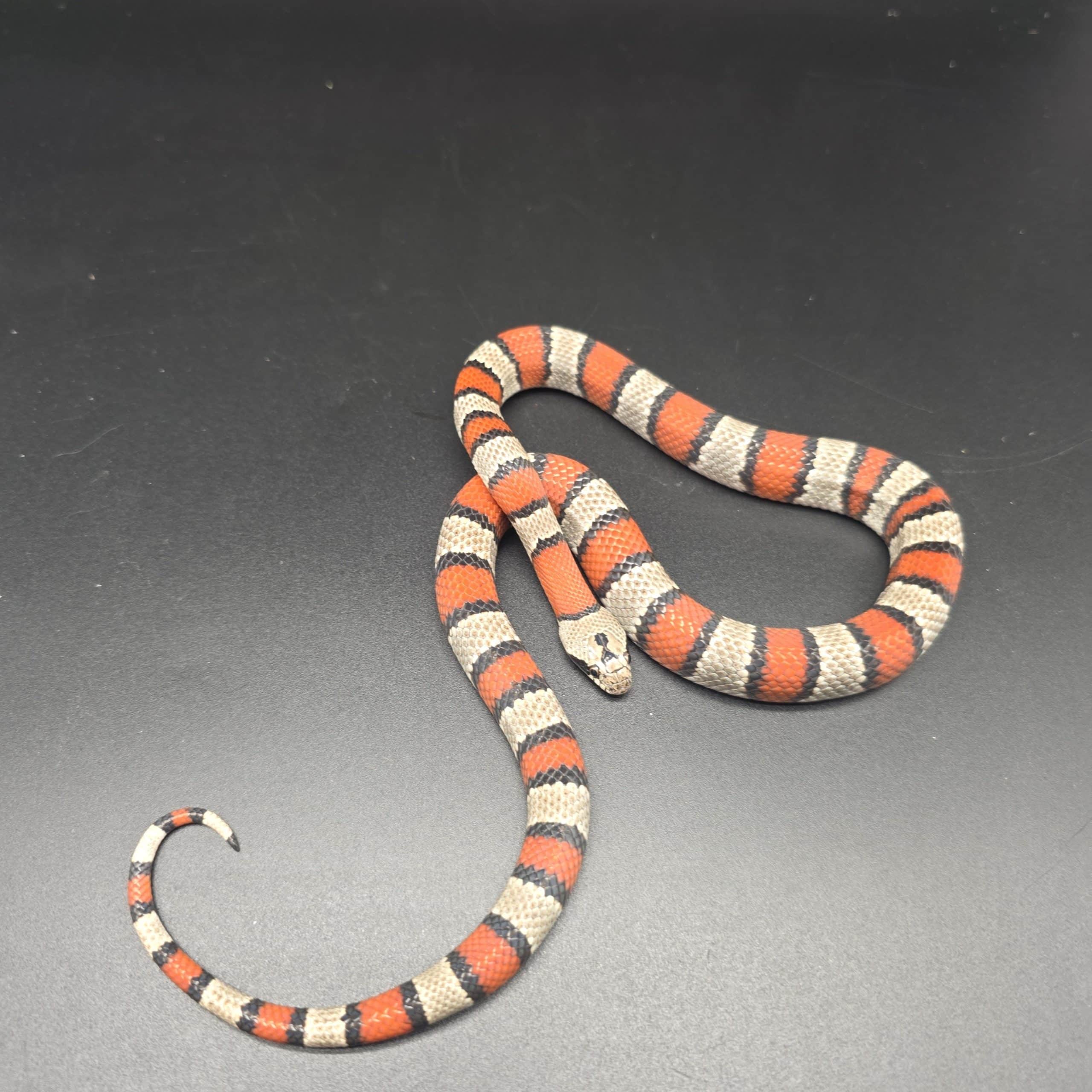 lampropeltis mexicana alterna
serpent roi à bande grise
male – Image 4