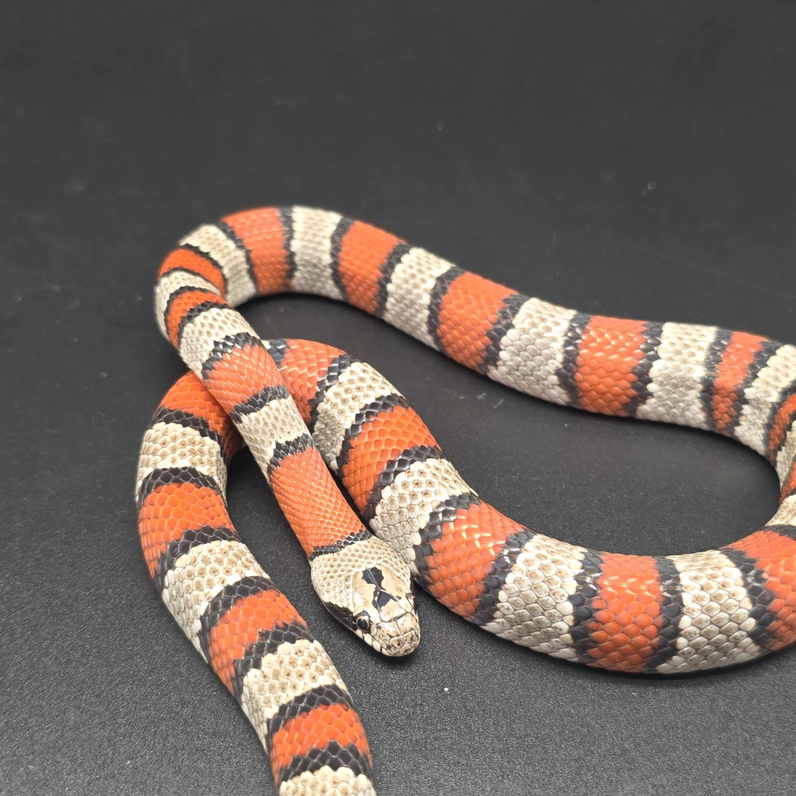 lampropeltis mexicana alterna
serpent roi à bande grise
male – Image 2