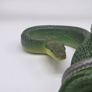 gonyosoma oxycephalum
serpent ratier à queue rouge
femelle adulte