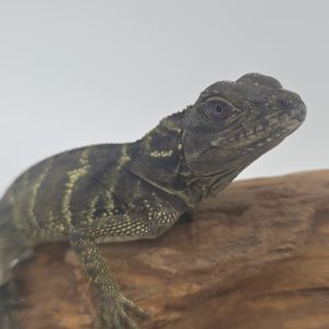 Hydrosaurus microlophus
agame voilier de Sulawesi -