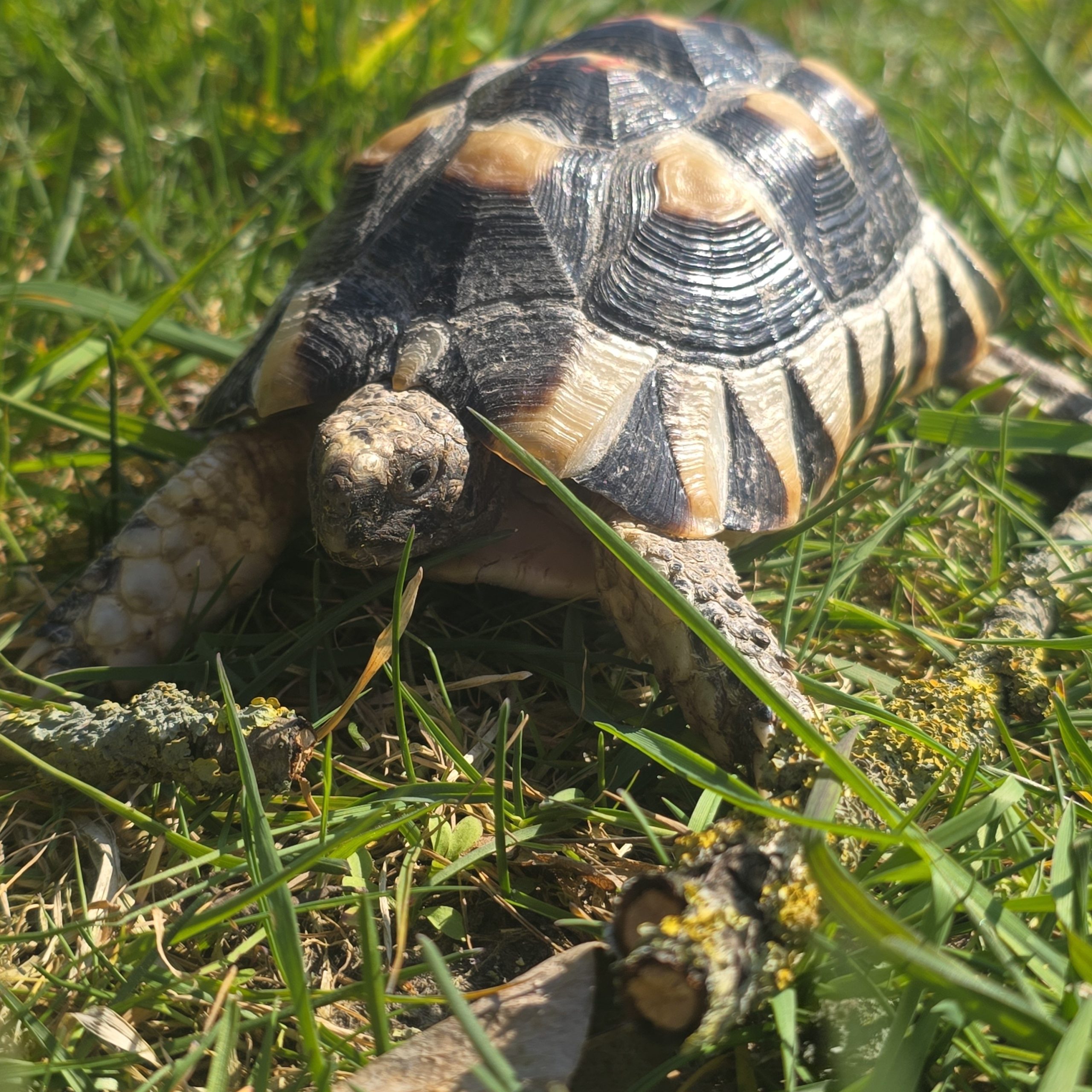 testudo marginata
tortue bordée
femelle 456 – Image 5