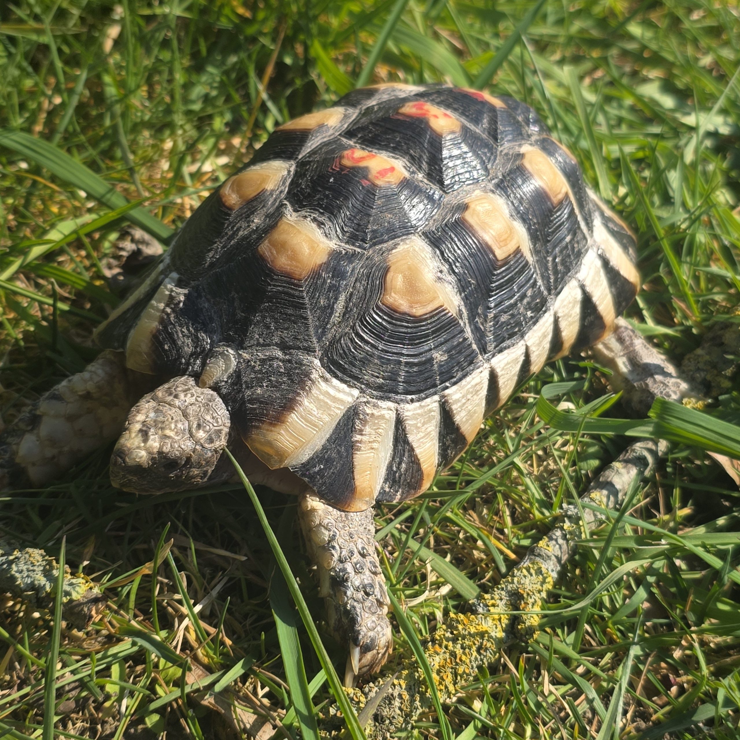 testudo marginata
tortue bordée
femelle 456 – Image 4
