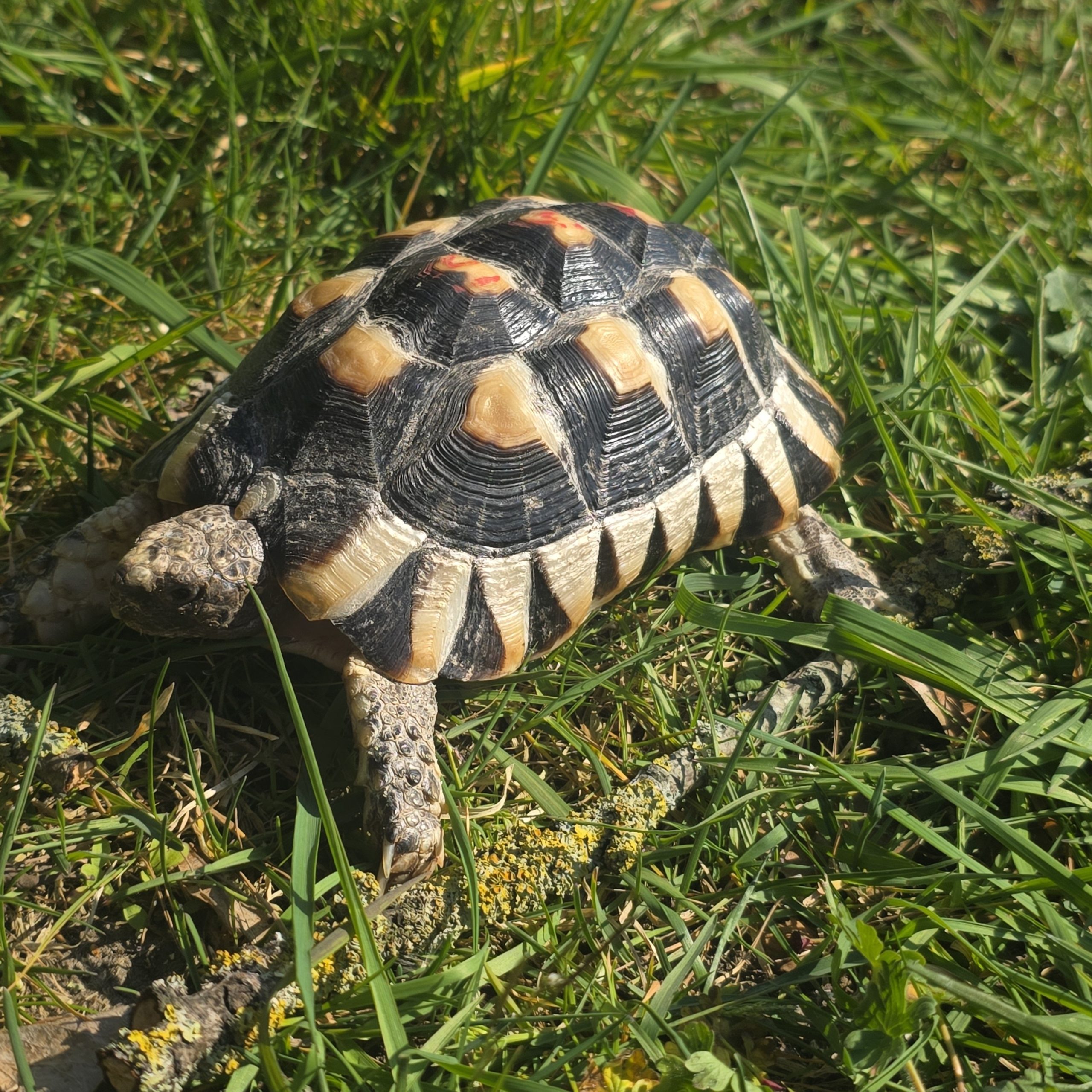 testudo marginata
tortue bordée
femelle 456 – Image 7