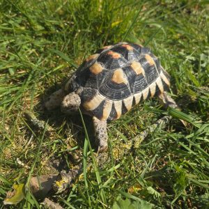 testudo marginata
tortue bordée 
femelle 456