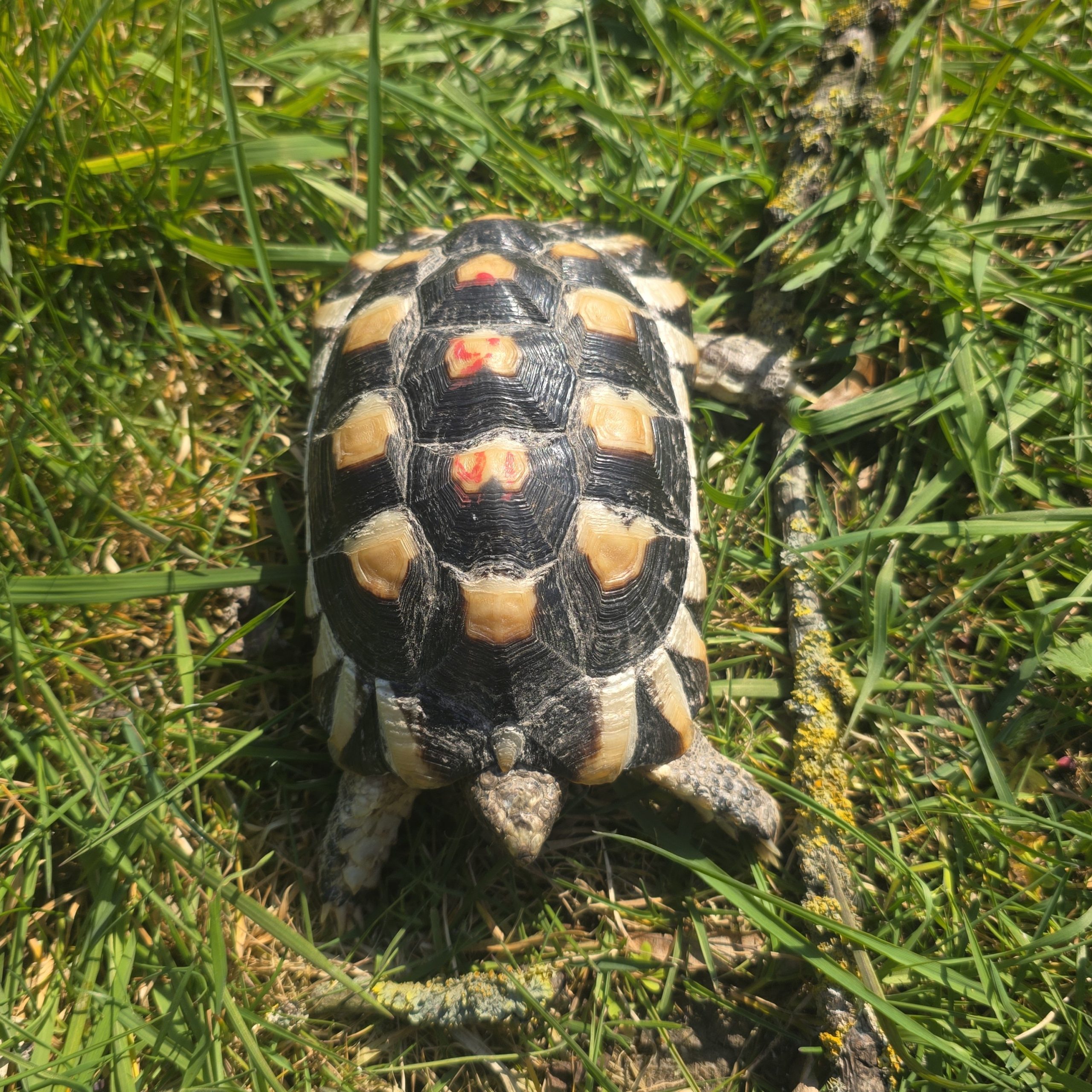 testudo marginata
tortue bordée
femelle 456 – Image 6