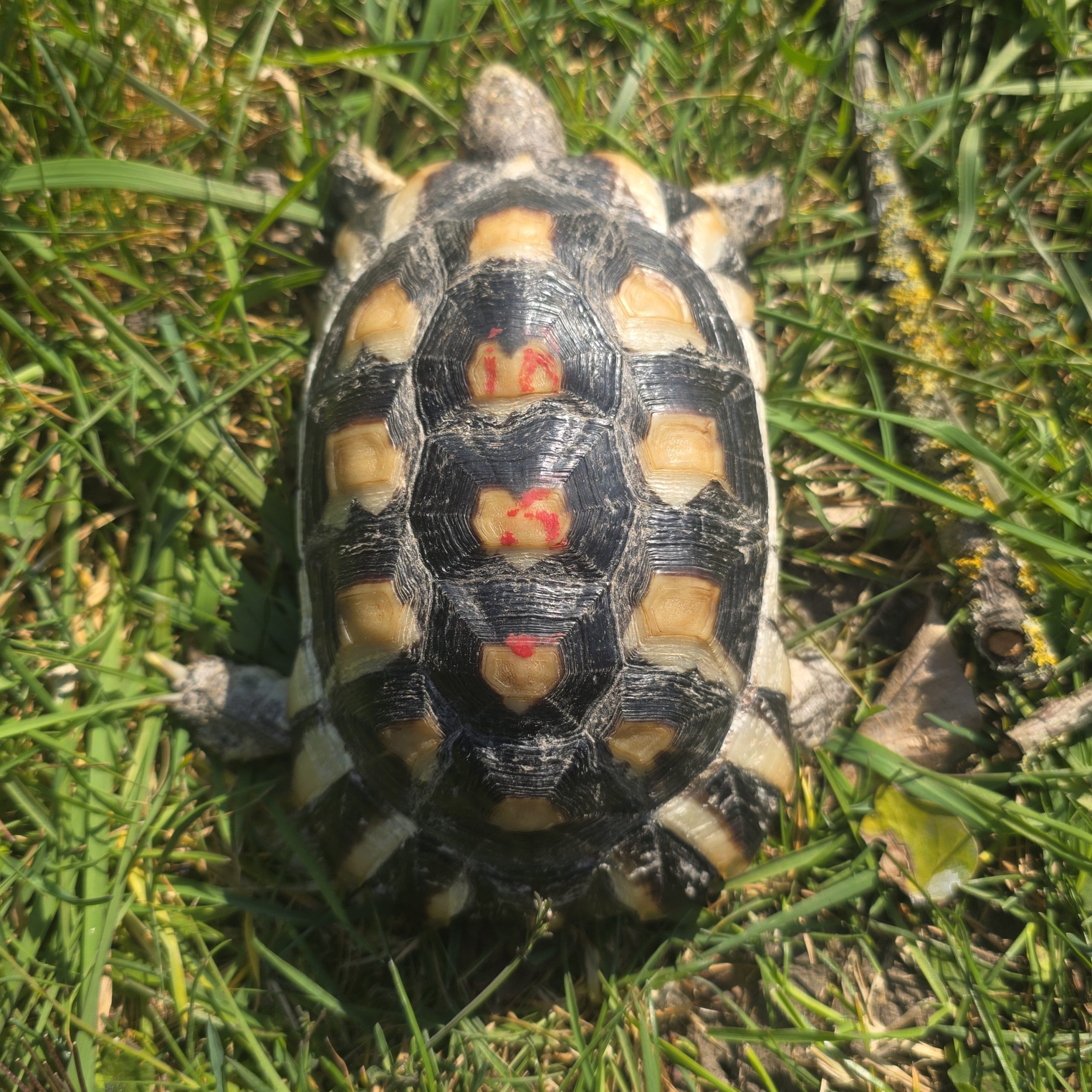 testudo marginata
tortue bordée
femelle 456 – Image 3