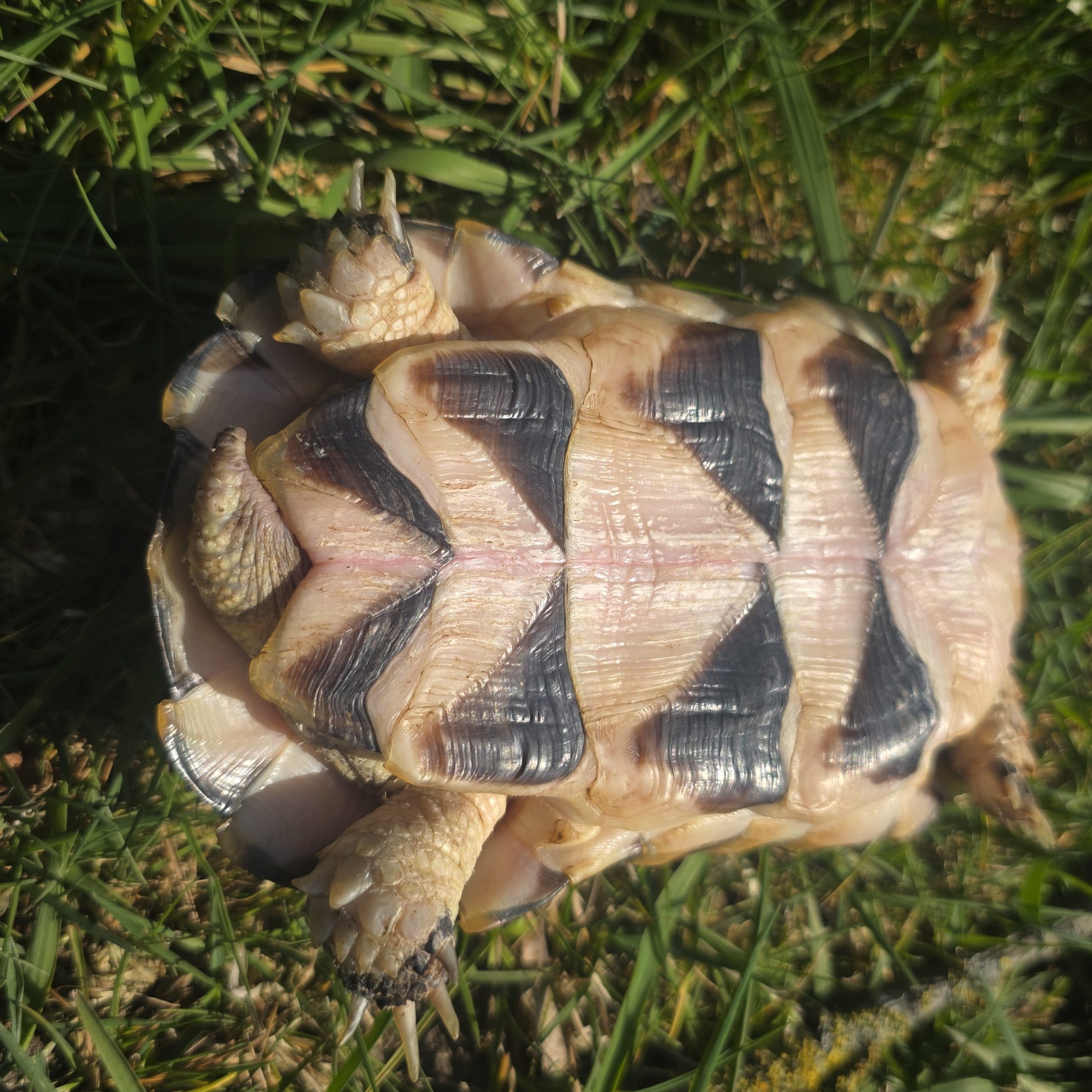 testudo marginata
tortue bordée
femelle 473 – Image 6