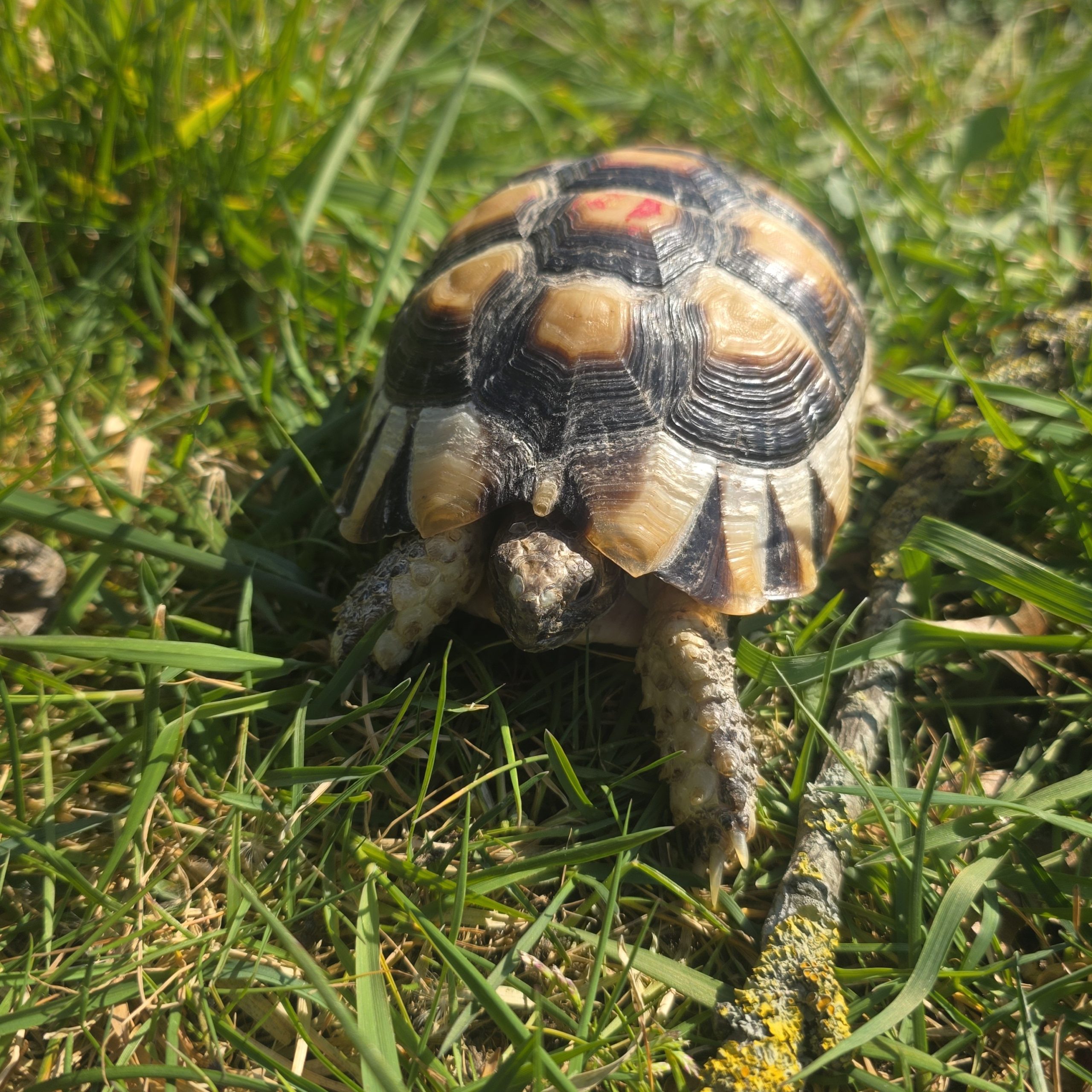 testudo marginata
tortue bordée
femelle 473 – Image 3
