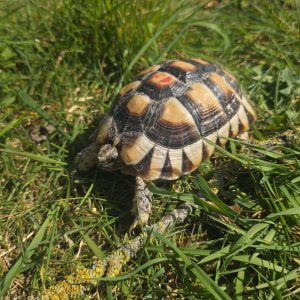 testudo marginata
tortue bordée 
femelle 473