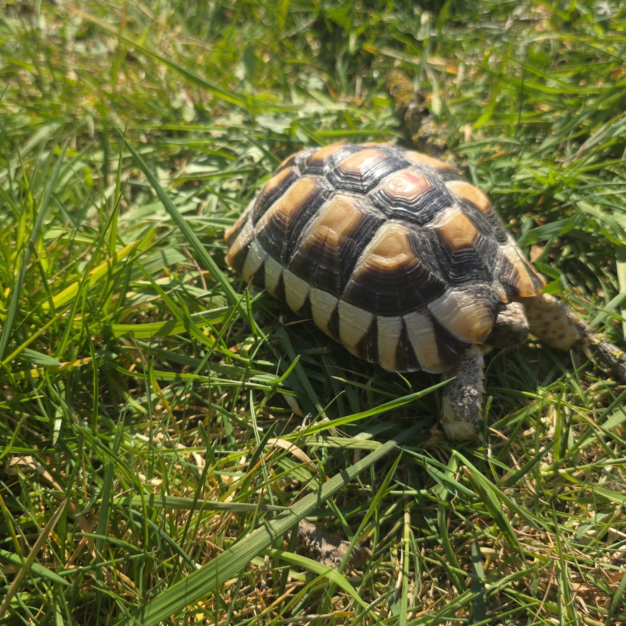 testudo marginata
tortue bordée
femelle 473 – Image 4