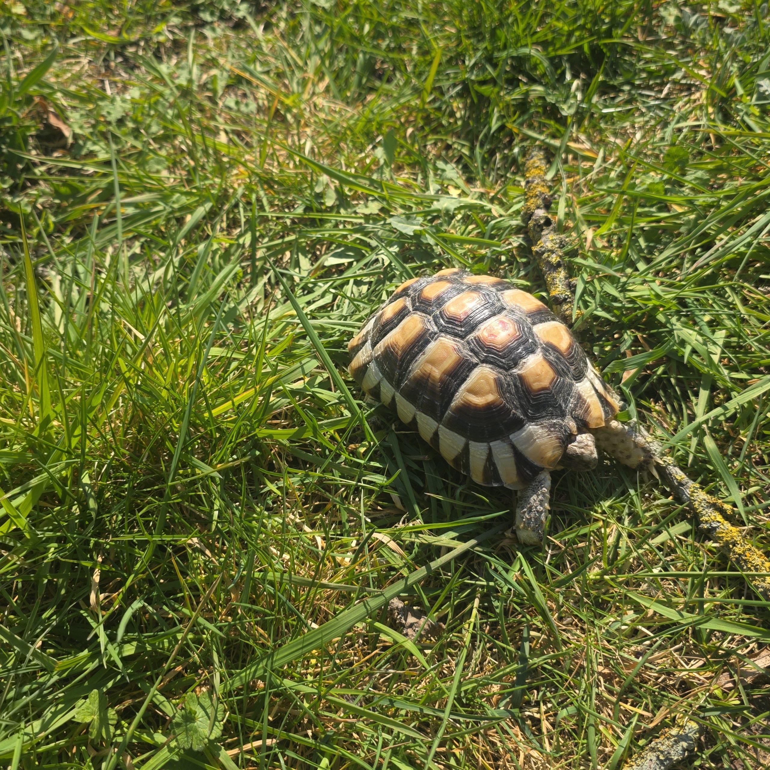 testudo marginata
tortue bordée
femelle 473 – Image 5
