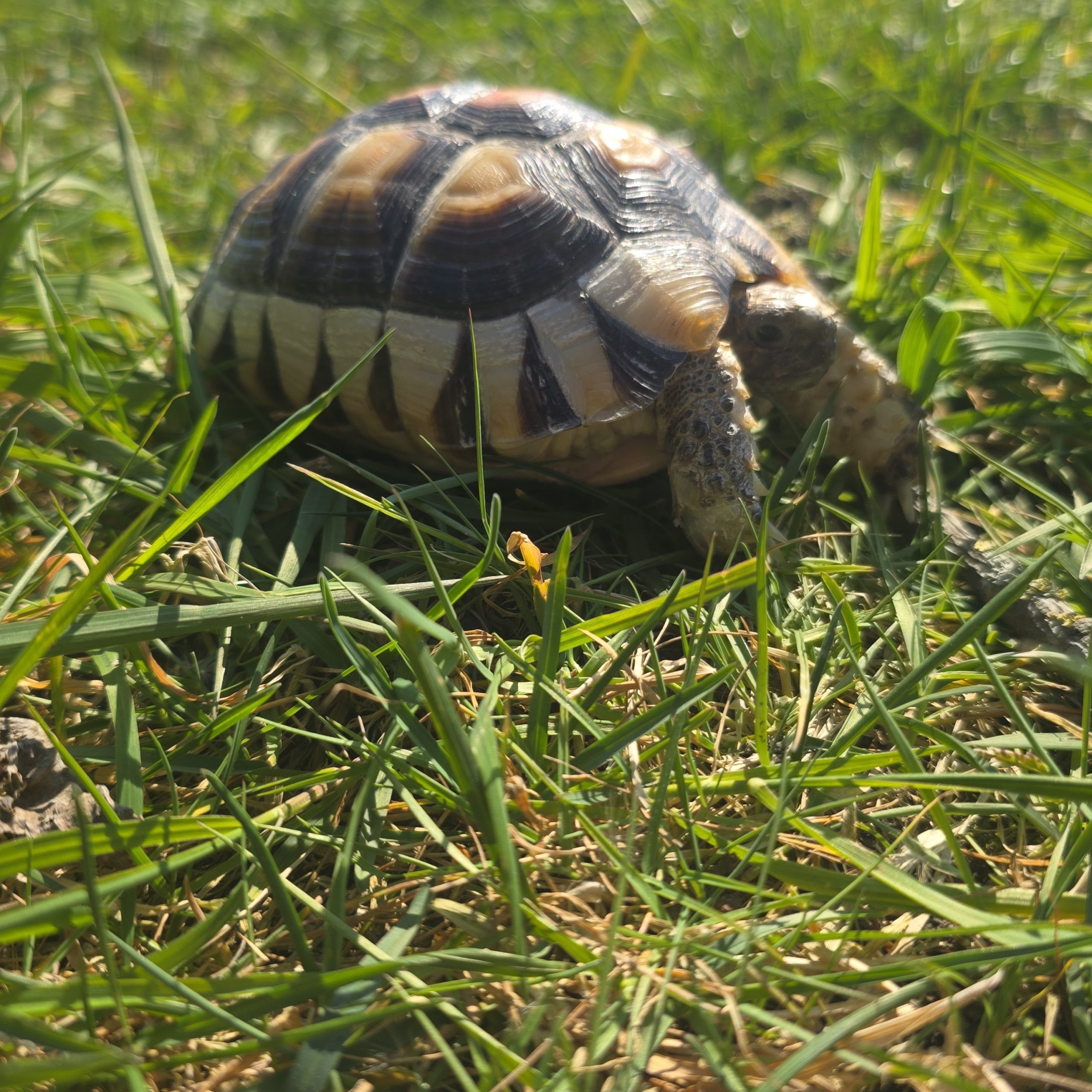 testudo marginata
tortue bordée
femelle 473 – Image 2