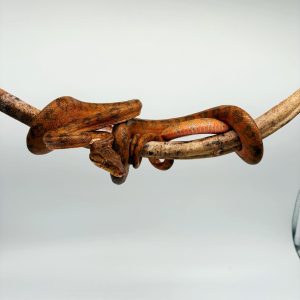 Corallus hortulanus 
Orange face centrale rouge
male sub adulte