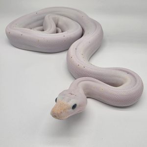 boa leucistic
super fire
male
