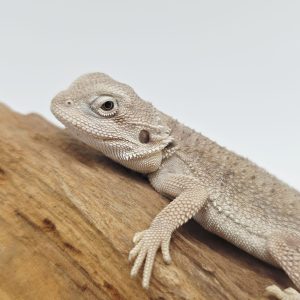 pogono zero het hypo 
juvenil -