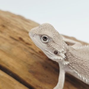 pogono zero het hypo 
juvenil