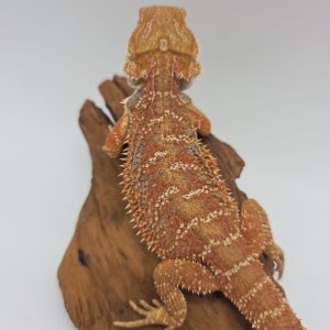 pogona red hypo translucent
possible het paradox
male