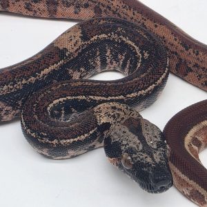 boa constrictor imperator  hypomelanistique jungle IMG
male