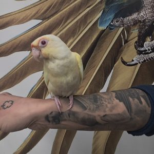 pyrrhura molinae 
mutation cremino 
très très rare