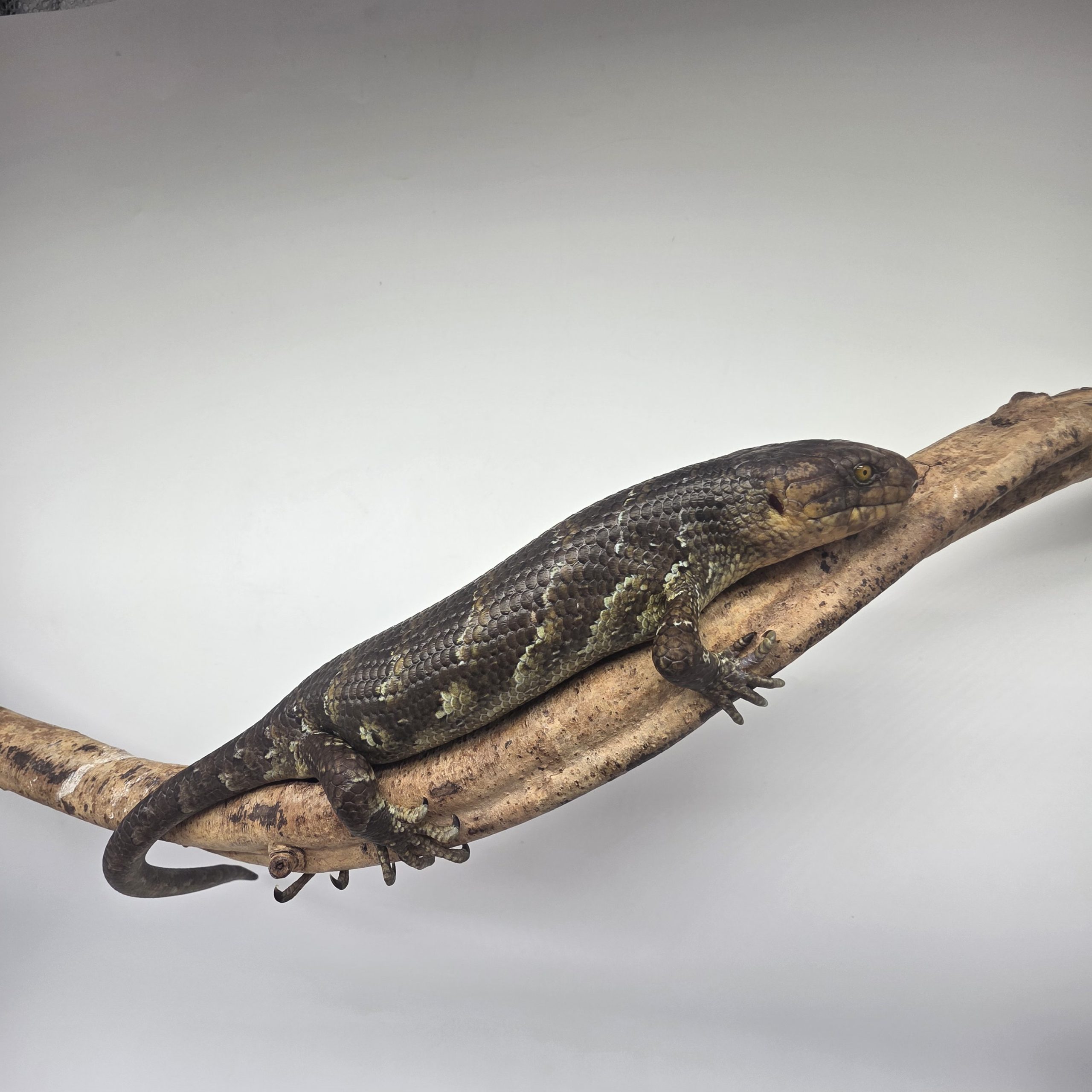 Corucia Zebrata
scinque arboricol des îles Salomon
juvénile 1 – Image 6