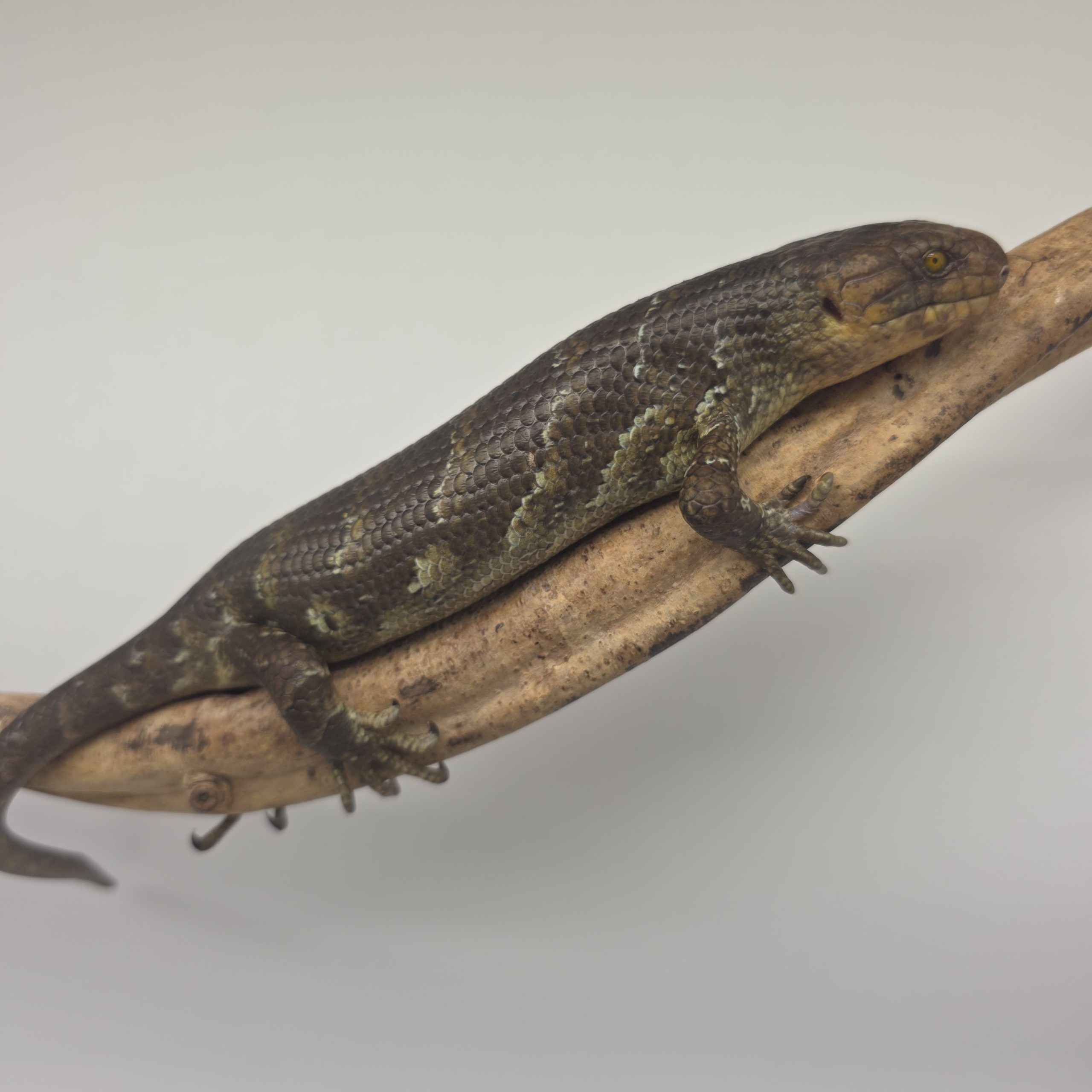 Corucia Zebrata
scinque arboricol des îles Salomon
juvénile 1 – Image 8