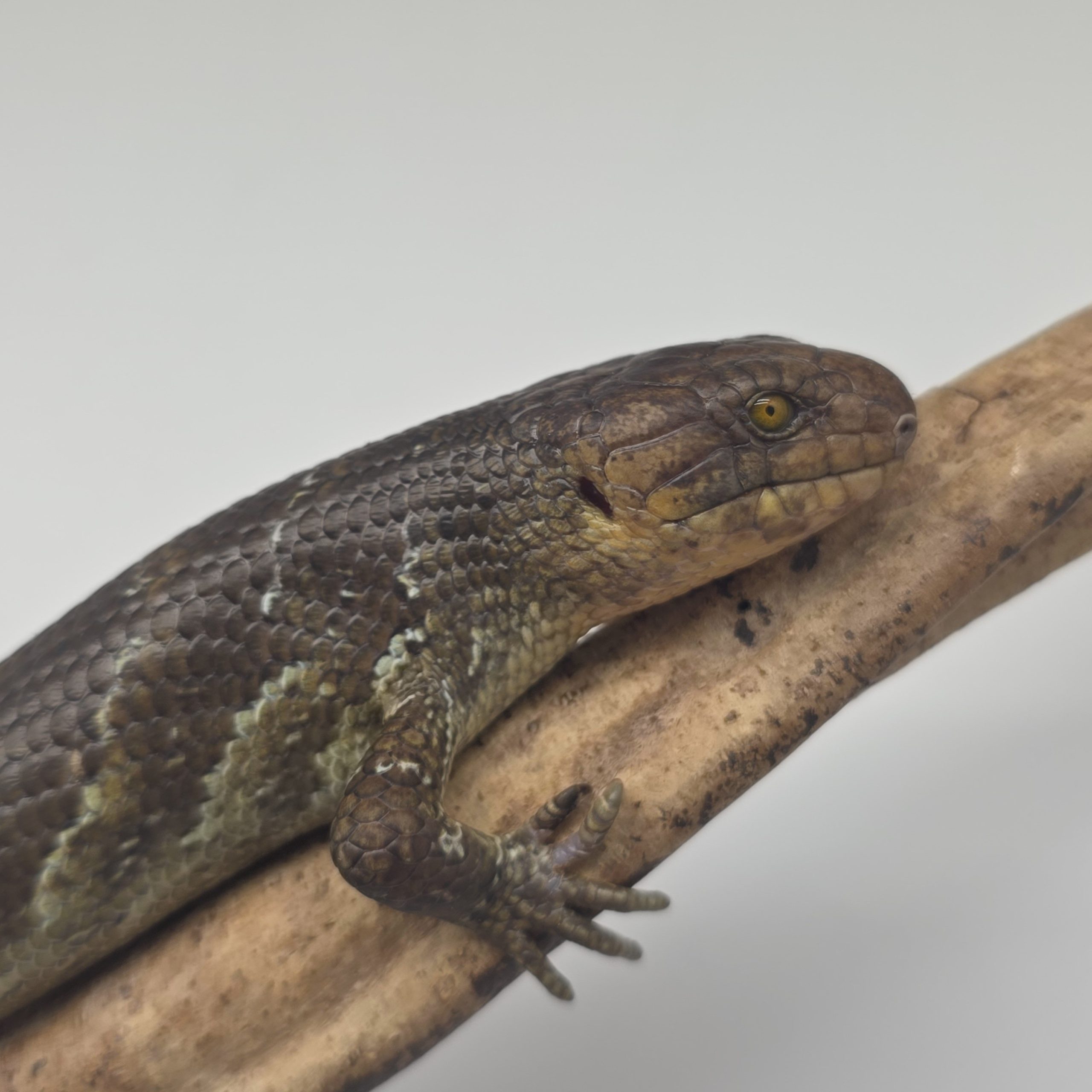 Corucia Zebrata
scinque arboricol des îles Salomon
juvénile 1 – Image 9