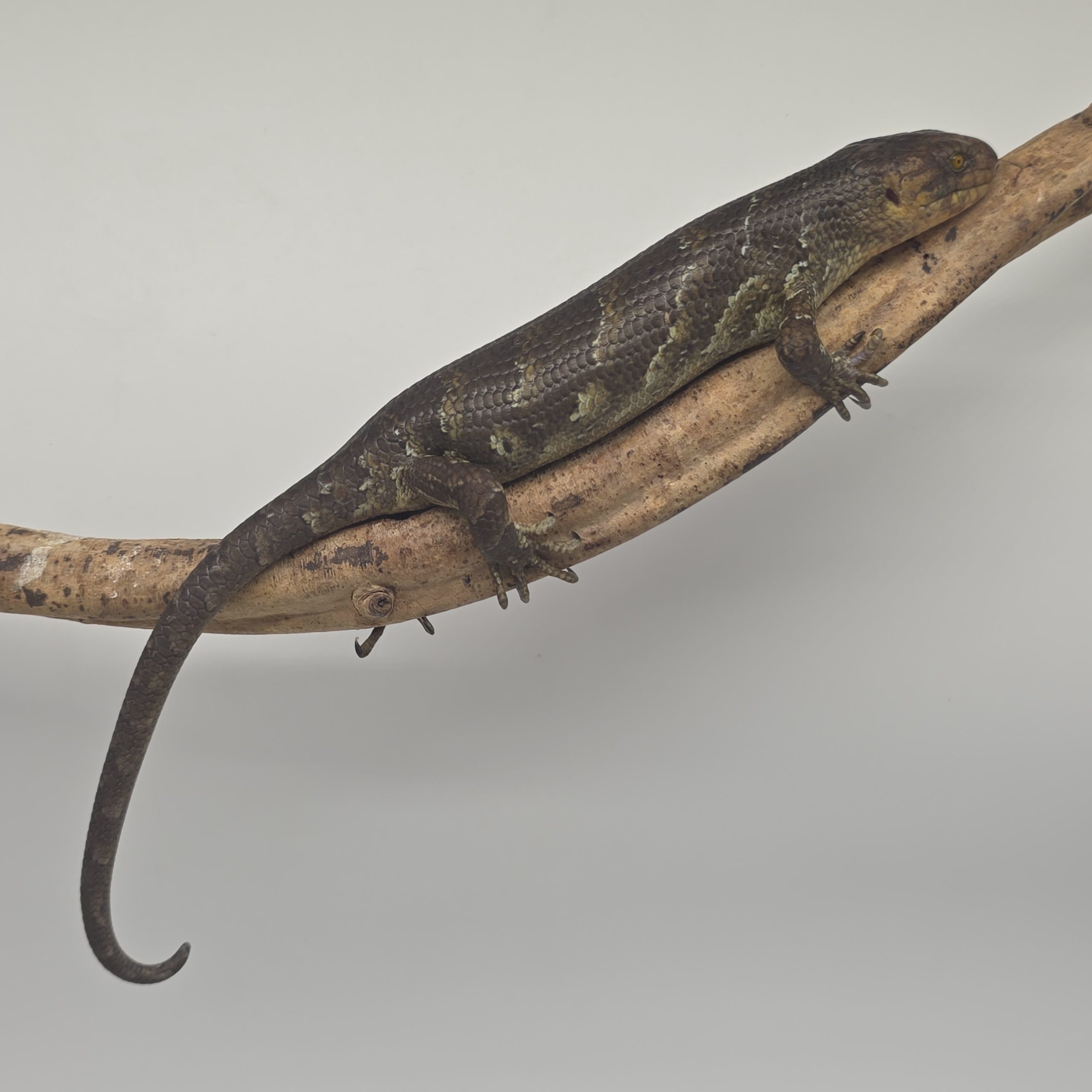 Corucia Zebrata
scinque arboricol des îles Salomon
juvénile 1 – Image 7