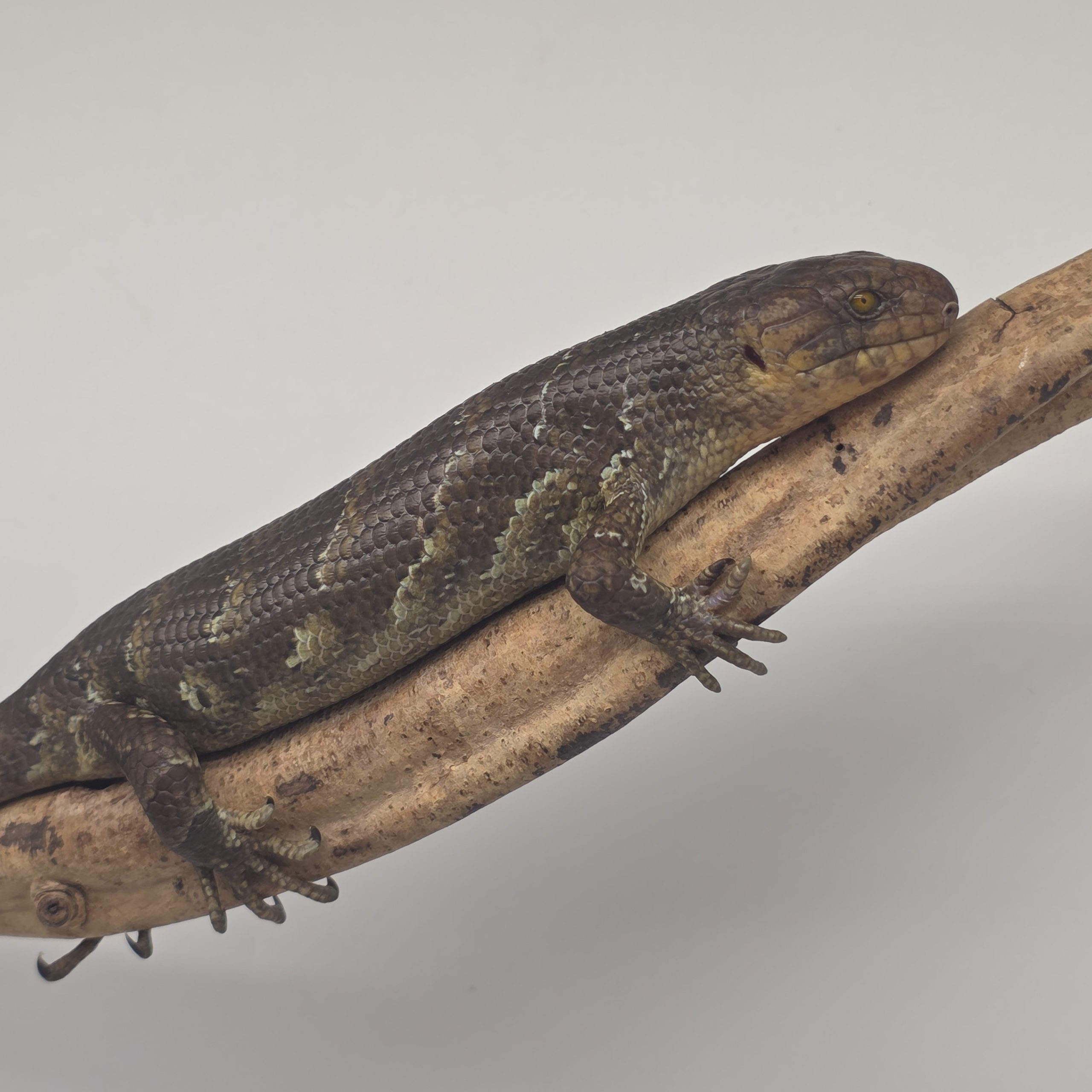 Corucia Zebrata
scinque arboricol des îles Salomon
juvénile 1 – Image 5