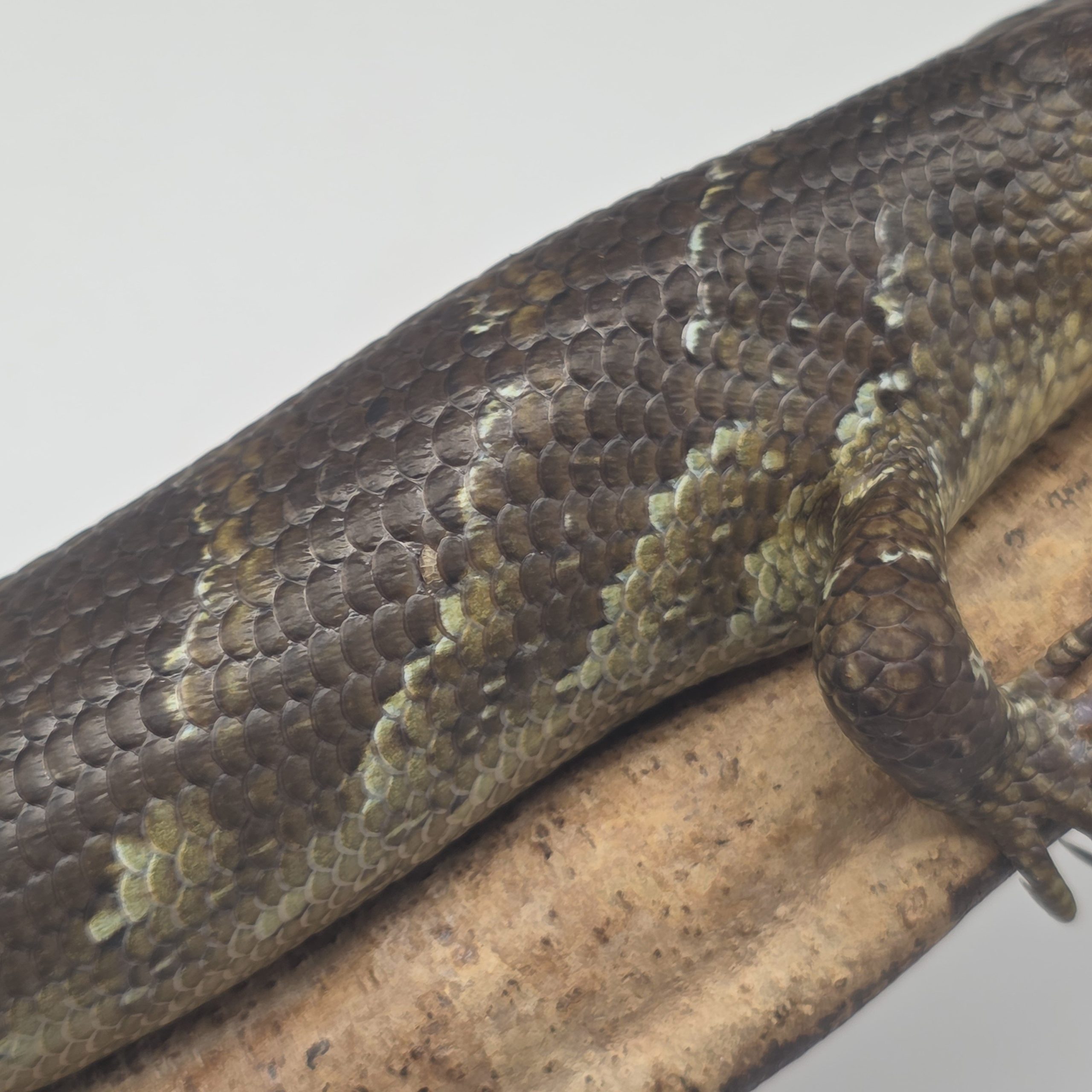 Corucia Zebrata
scinque arboricol des îles Salomon
juvénile 1 – Image 4