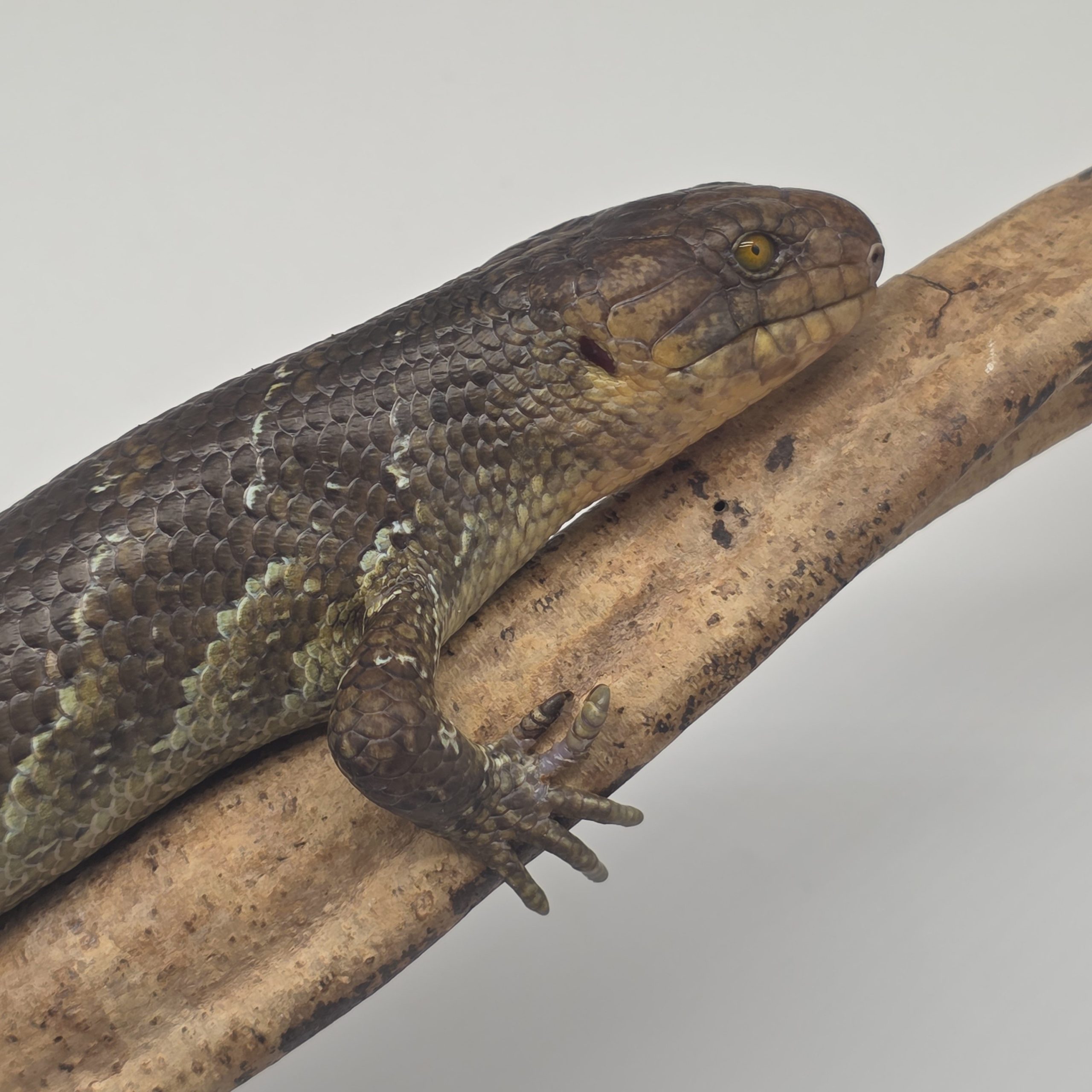 Corucia Zebrata
scinque arboricol des îles Salomon
juvénile 1 – Image 2