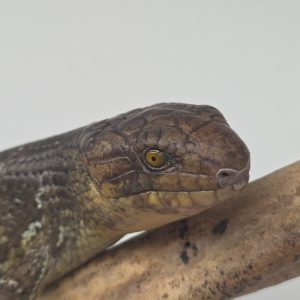 Corucia Zebrata 
scinque arboricol des îles Salomon
juvénile 1