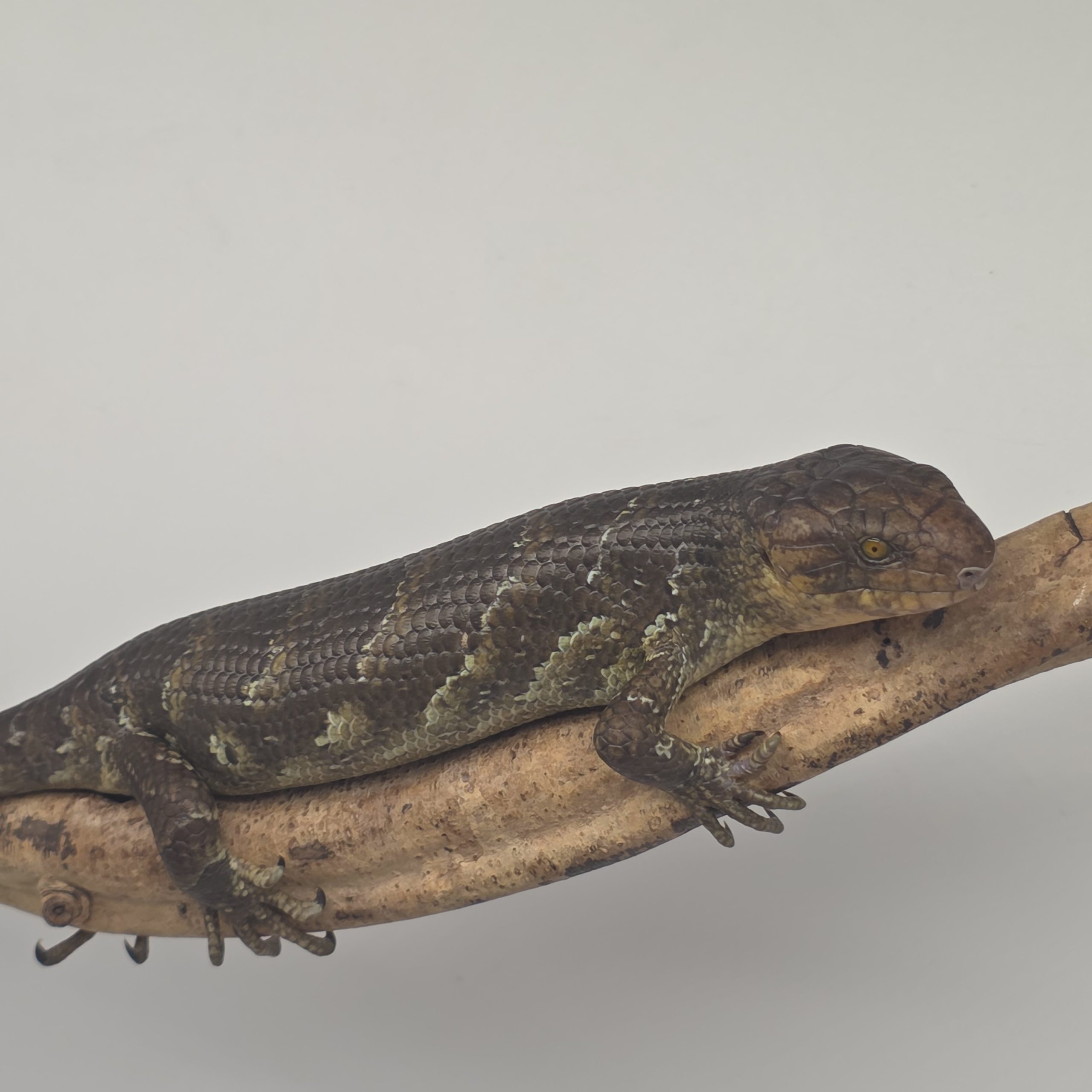 Corucia Zebrata
scinque arboricol des îles Salomon
juvénile 1 – Image 3