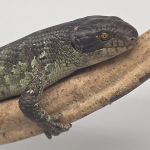 Corucia Zebrata 
scinque arboricol des îles Salomon
juvénile 2