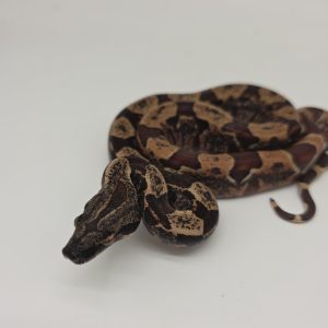 boa constrictor imperator hypomelanistique  IMG purple line femelle