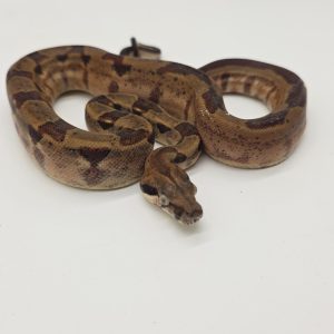 boa constrictor imperator 
hypomelanistique queue ligne male