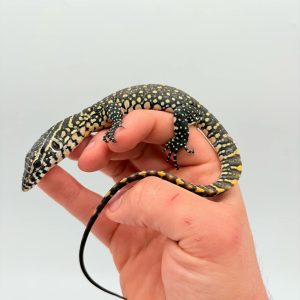 varan du nil 
Varanus Niloticus
nee en captivité