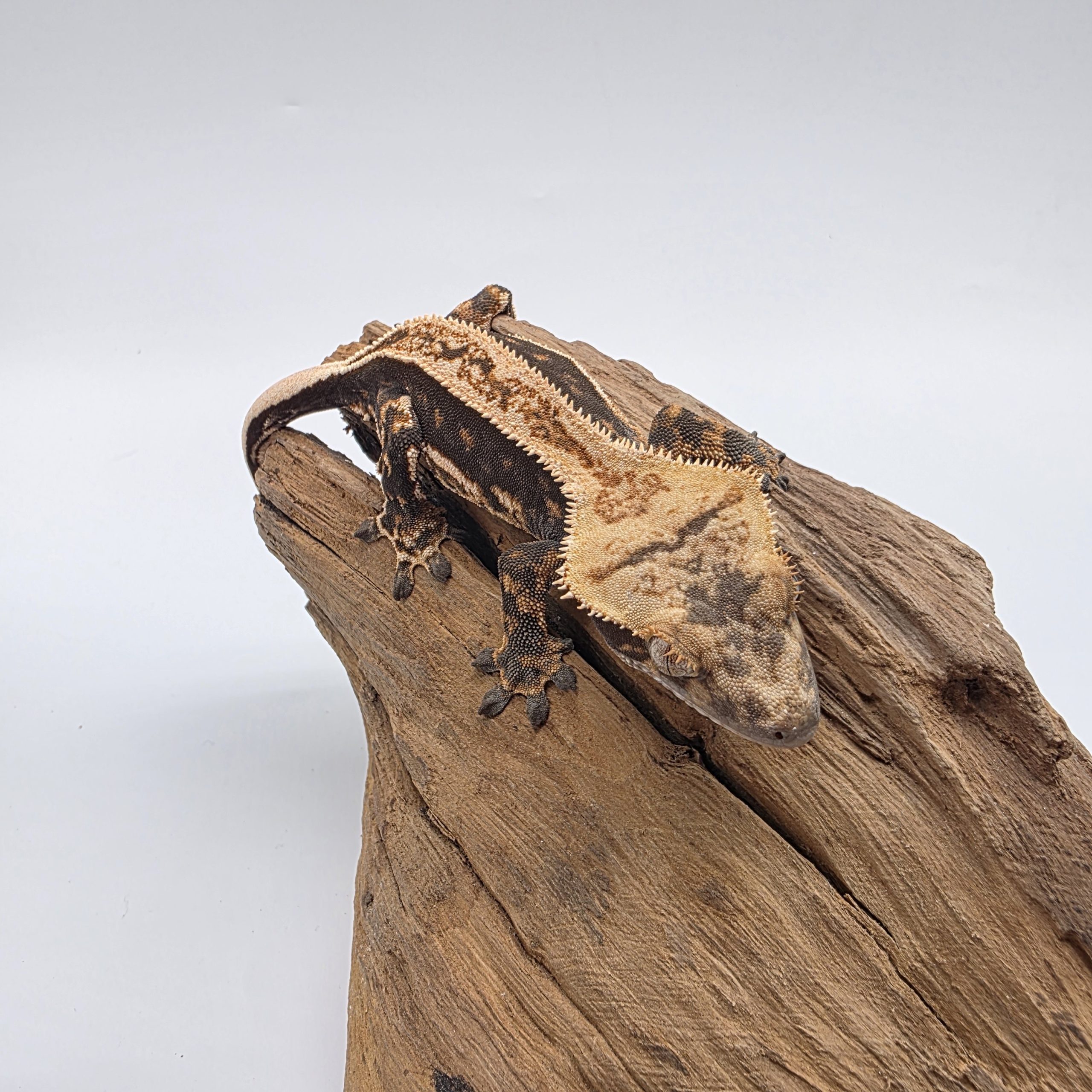 correlophus Ciliatus
dark arlequin partial pinstripe
sexe femelle – Image 5