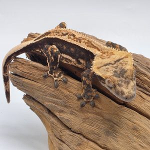 correlophus Ciliatus 
dark arlequin partial pinstripe 
sexe femelle