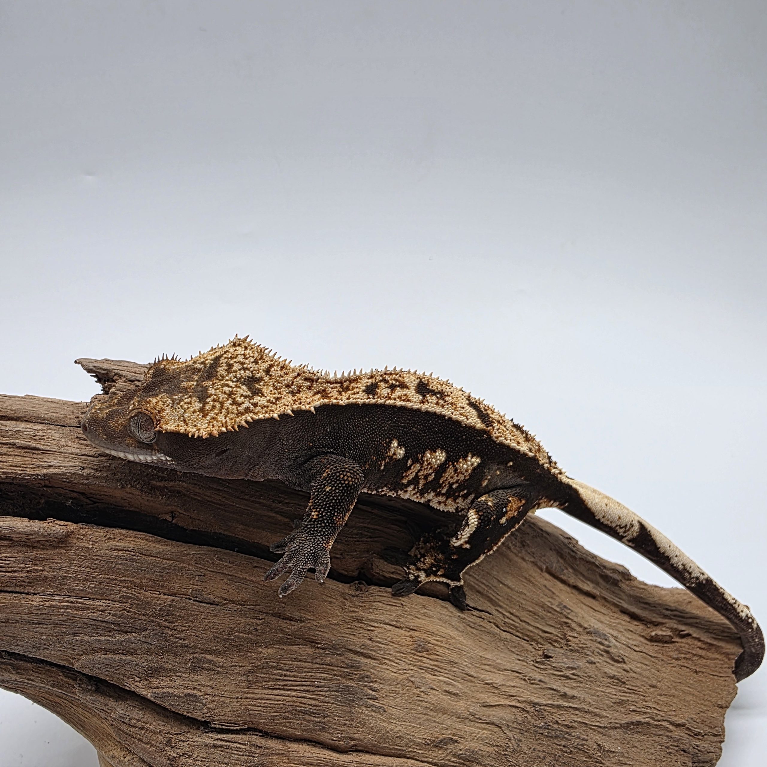 correlophus Ciliatus dark arlequin partial pinstripe sexe femelle – Image 4